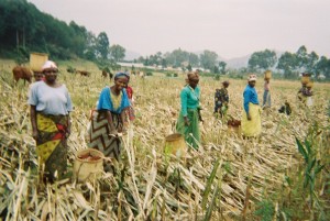 Mothers' Union members in Muhabura working in their fields in 2006