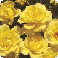 Family Life Rose (Harkness)