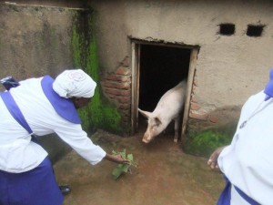 SouthernMalawi_Permaculture_Pig2012
