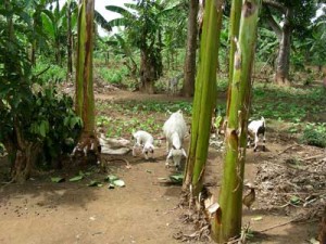 Nanny goats and kids among the banana and bean plants at Lowero FLP model home